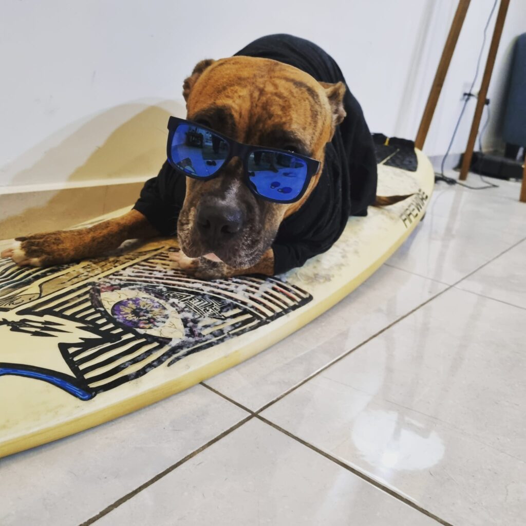 A dog wearing sunglasses on a surfboard