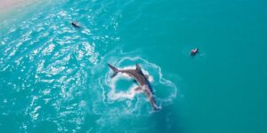 Shark fin emerges from ocean near swimmers.