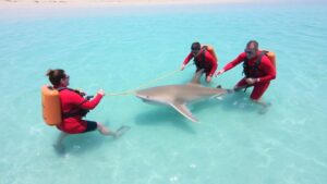 Lifeguards rescue a hammerhead shark on a sunny beach.