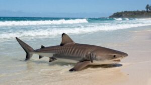 Tiger shark near Australian beach with waves.